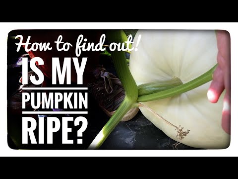 , title : 'Is my pumpkin ripe?  How to tell if your pumpkin is ripe and ready to pick.'