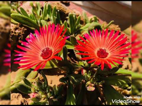 Flowers have come for you with very beautiful songs!