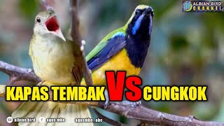 Download lagu kapas tembak dan cungkok mp3