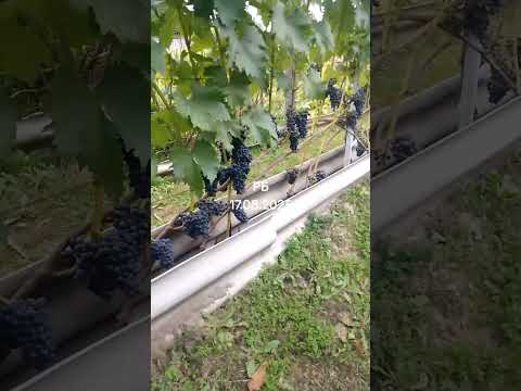 фото саженцы винограда супага, арочный + 0