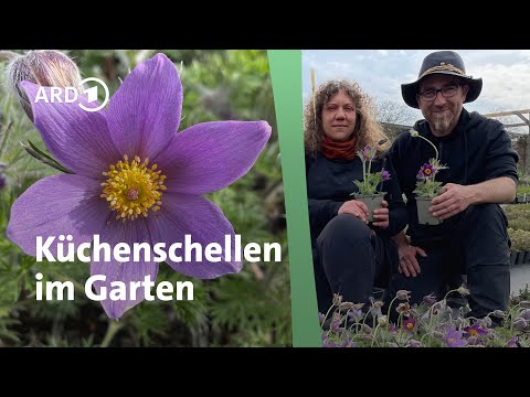 Staudenbeet mit Küchenschellen – für nährstoffarme Standorte | Querbeet