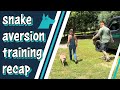 We Are On A MISSION To Save Dogs From Deadly Snake Bites Recap Of This Year S Snake Aversion