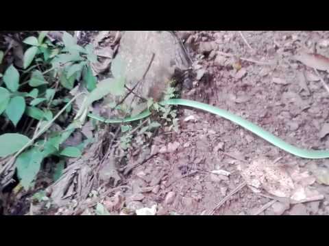 dlugi waz libermedic