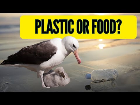 Nālani’s Flight | The Albatross Story About Plastic Pollution