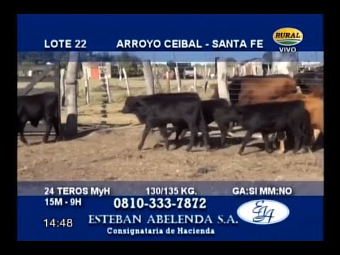 05-06-20 - Remate Televisado de Esteban Abelenda - Reconqista, Santa Fé