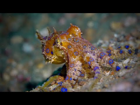 Coral Triangle Critters – 2 - scuba diving video