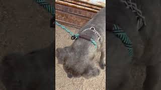 Video preview image #1 Mutt Puppy For Sale in Goodyear, AZ, USA