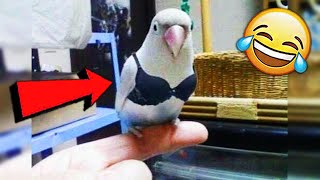 СМЕШНЫЕ ЖИВОТНЫЕ 2019 / ПРИКОЛЫ КОТЫ СОБАКИ, ЛУЧШИЕ ПРИКОЛЫ с Кошками и Собаками Funny Cats