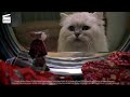 Stuart Little Stuck In The Washing Machine