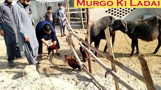 Murgo Ki Ladai  Hen Fighting Scene  Muneeb Vlogs  