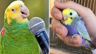 Smart And Funny Parrots Parrot Talking Videos Compilation (2024) - Cute Birds #4