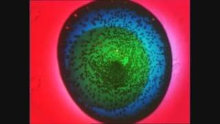 Cavern of Anti Matter - liquid gate (ft. Bradford Cox)