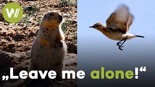 Bobak marmot has a bad day - Swarmed by black flies and attacked by an isabelline wheatear!