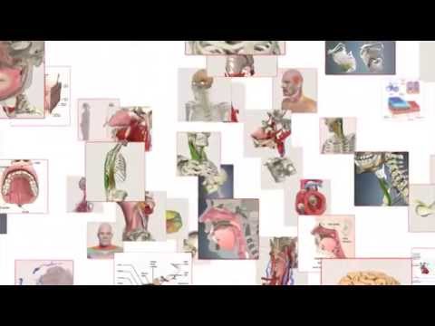 Primal’s 3D Human Anatomy for Speech Language Pathology & Audiology Software