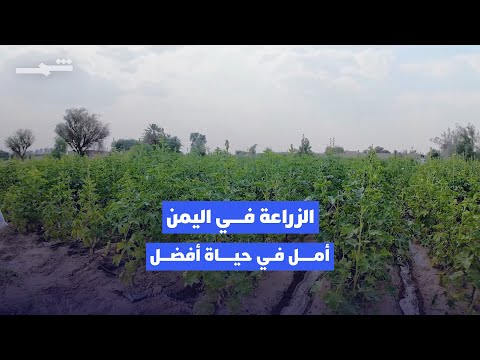 فيديو | موسم الأمطار يعيد الحياة للزراعة اليمنية