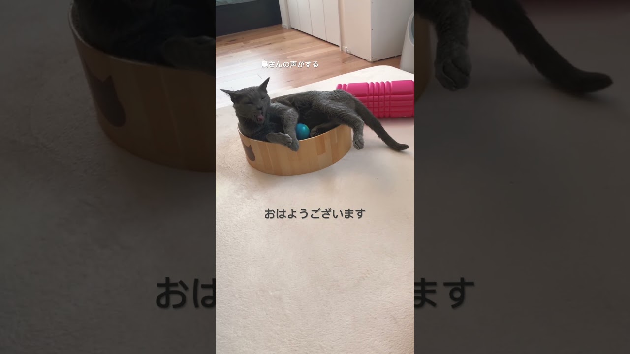 鳥さんの声で起きる。平和の極み。#tarot #占い #cat #love