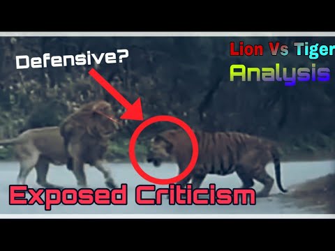 Lion Vs Tiger-Tiger throws lion 3 meters away||DEBUNKED||- Exposed Criticism