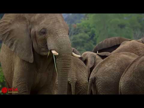 Heroic Mother Elephant Saves Baby From Crocodile Attack