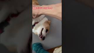 親戚のコギーと仲良しタイム