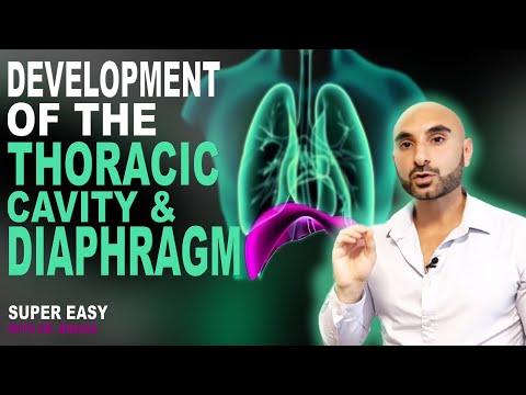 Embryology of the Diaphragm and Thoracic Cavity (Easy to Understand)