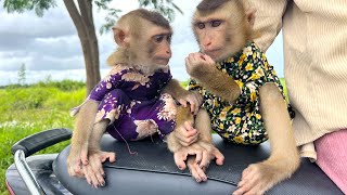 Smart DuDu and BiBi babies monkeys visit to field today