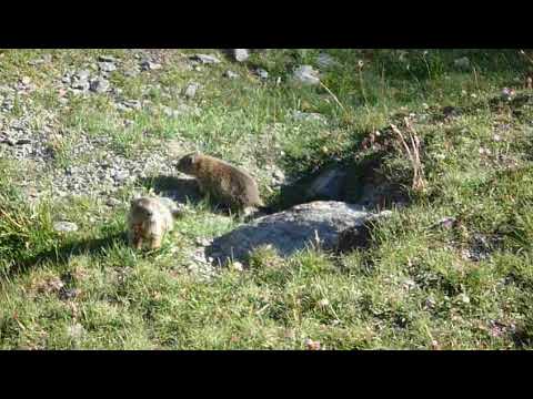 Cuccioli di marmotta