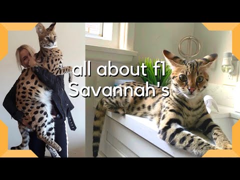 Savannah Cat : The Most Expensive Pet in the world / Largest cat breed F1 Savannah savannah-cat.com