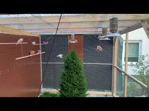 Freiflugvoliere Dompfaffzucht Stieglitz Dompfaff