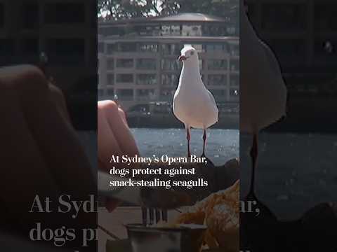 At Sydney's Opera Bar, dogs protect against snack-stealing seagulls