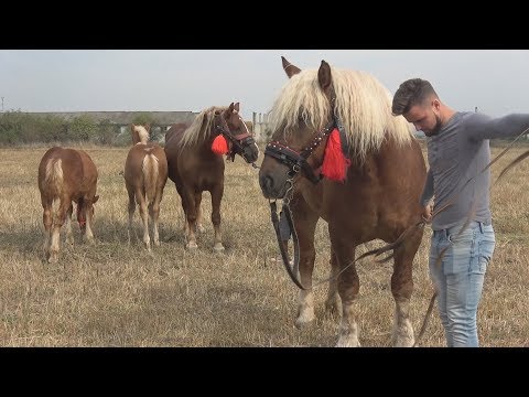 Caii lui Marius de la Turda, Cluj 9 sept 2017