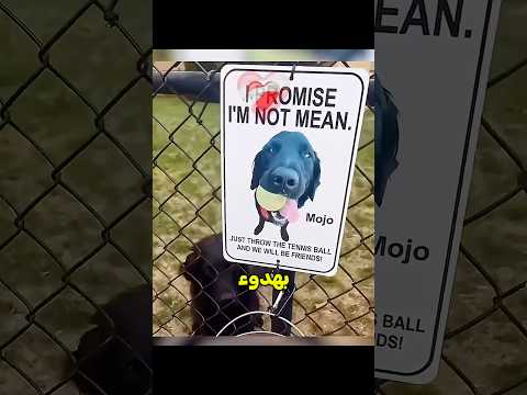 أذكى طريقة لتهديت الكلب 😨 #shortvideo