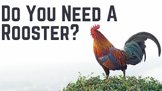Can Hens Lay Eggs Without a Rooster