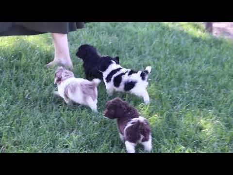 Cockapoo Puppies For Sale