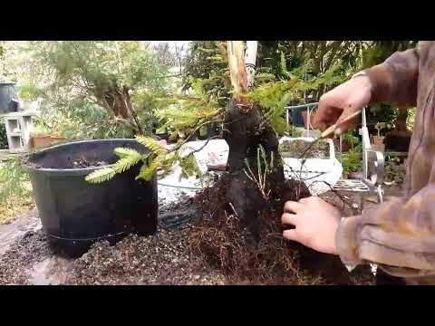 GO BONSAI LIVE! | Redwood Yamadori Work | BONSAI HUNTERS #bonsai #redwood #yamadori