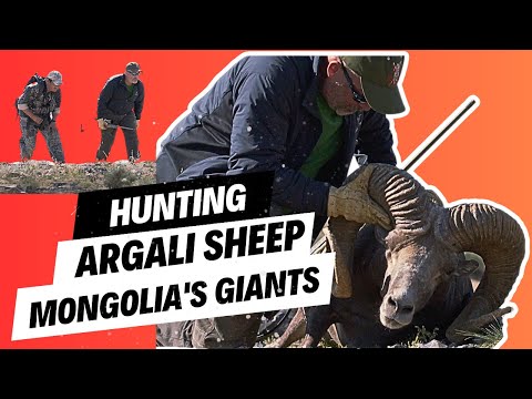 , title : 'MONGOLIA: GIANT Argali Sheep / Gobi Altai/ Gobi Ibex / Altai Ibex / Eagles - You HAVE To See THIS!'