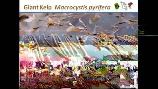 SEAWEEDS OF ALASKA - MARCH 7, 2013