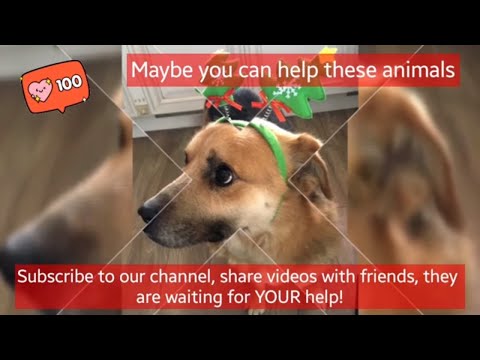 😁 Funniest 😻 Cats and 🐶 Dogs Mukhtar - Awesome Funny Pet Animals 😇