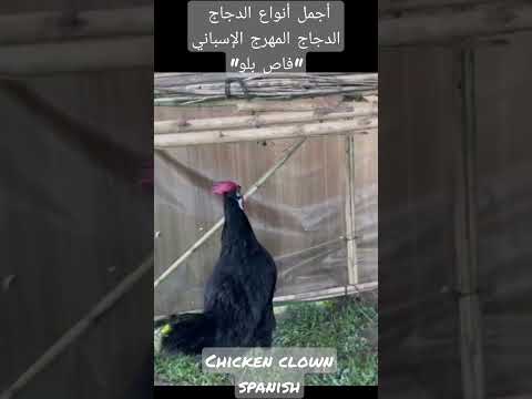 , title : 'أجمل أنواع الدجاج الدجاج المهرج الإسباني"فاص بلو" chicken clown spanish'