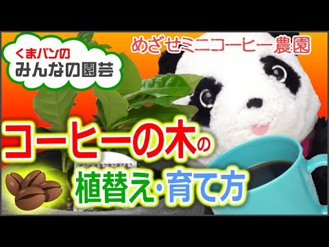 Aralia false コーヒーの木、Polyscias guilfoylei