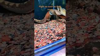 Download lagu Golden Cobra Snakehead Fish Fight || Fish Fight || Monster Fish mp3 Download lagu Golden Cobra Snakehead Fish Fight || Fish Fight || Monster Fish mp3