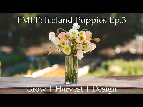 Five Minute Flower Friday - Poppies | Ep.3 | Almost Everything to Know to Grow, Harvest & Design.