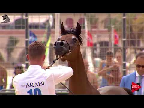 N.10 TAHIR AL SHAHANIA - Menton 2018 - Yearling Fillies (Class 1A)