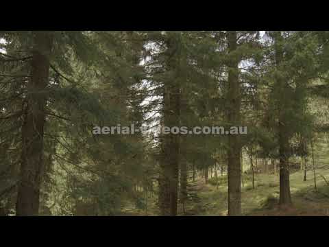 270 Bergen - pine tree forest near Bergen