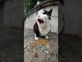 Angry And Hungry One Eyed Tuxedo Cat Shorts