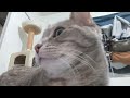 Grey Tabby S Adorable Wake Up Face Cat