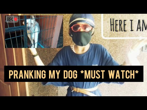 PRANKING MY DOG AS A STRANGER *GONE WRONG*|| Journey with Ash