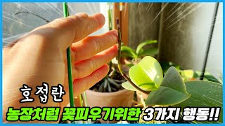 호접란 꽃 농장처럼 풍성하게 피우기 위해 해야할 3가지 일!! 호접란 꽃대&겨울 관리법!!