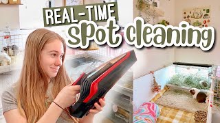 Spot Cleaning My Guinea Pig Cages In REAL TIME! 🧼🐽