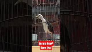 Download lagu Burung Ruak-Ruak Gacor!#shorts #kicaugaruda #ruakruak mp3