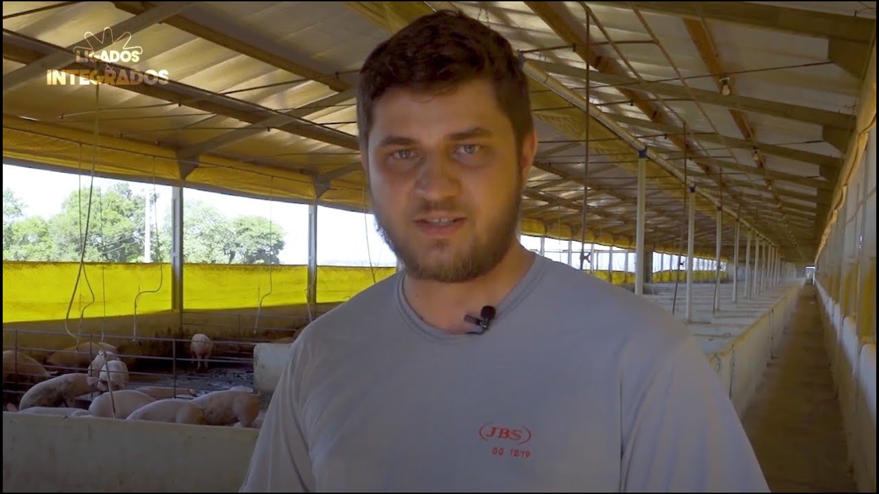 Como uma rotina pode otimizar a produção de suínos?